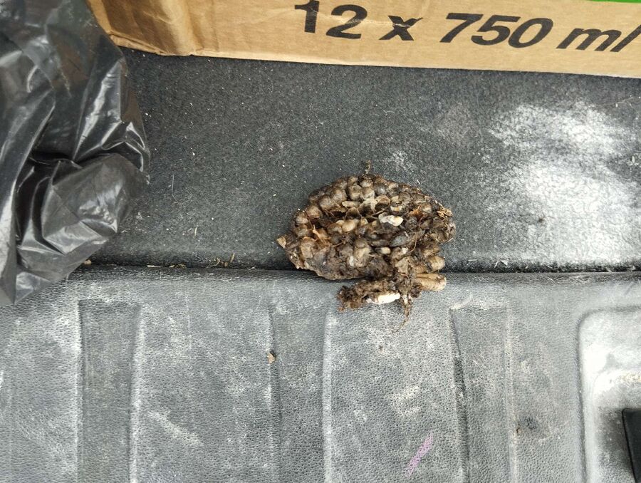 Bienen umsiedeln &  Bienennest entfernen 