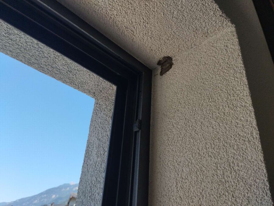  Bienennest entfernen