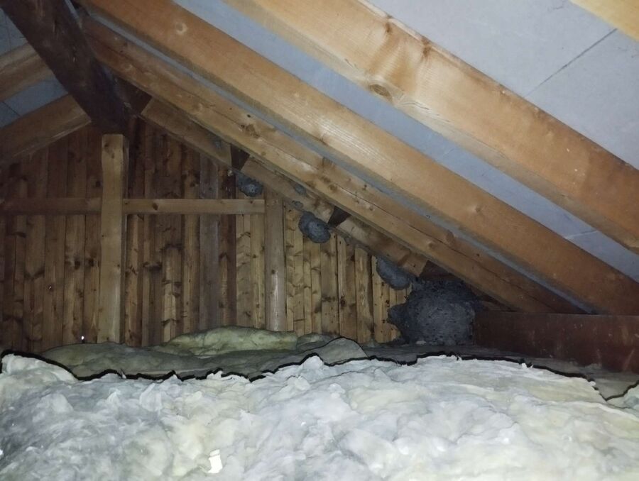  Bienennest entfernen.jpeg