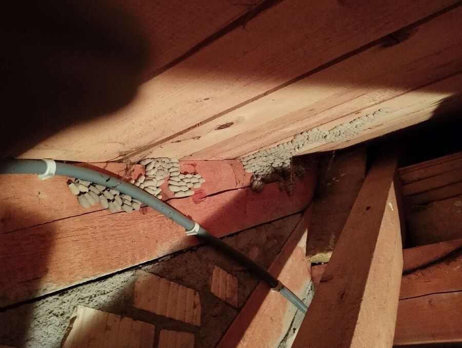  Bienennest entfernen.jpeg