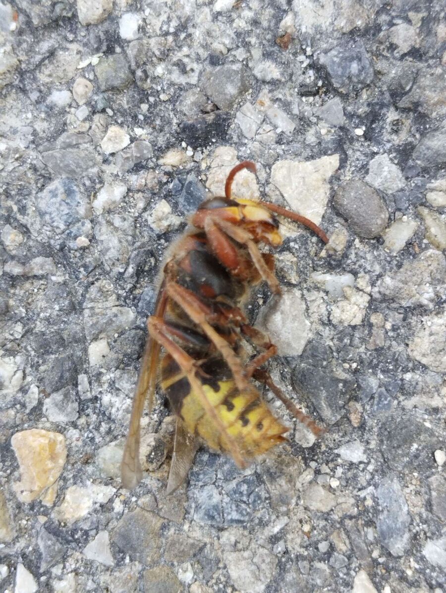 Bienen umsiedeln &  Bienennest entfernen 
