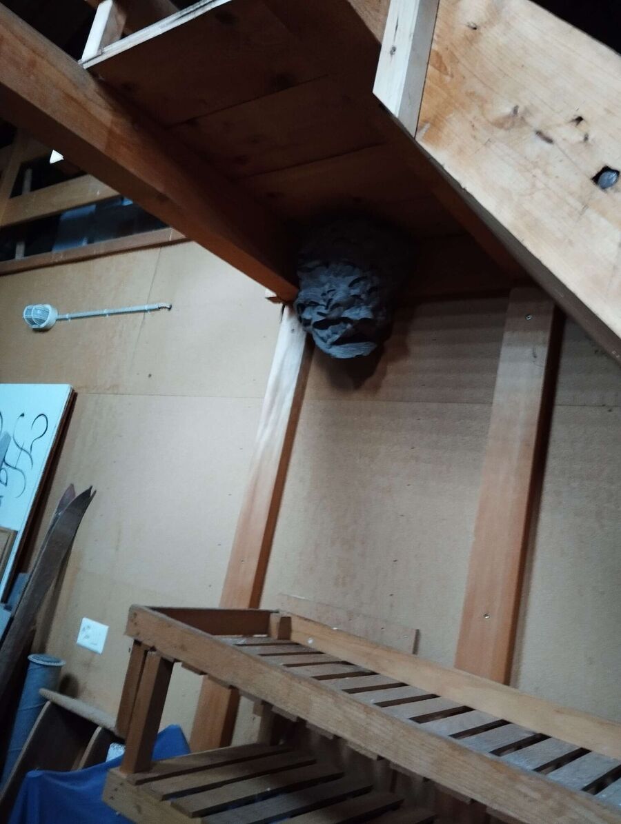 Bienen umsiedeln &  Bienennest entfernen 