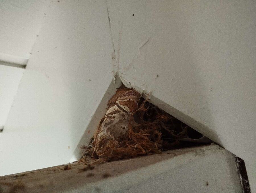  Bienennest entfernen.jpeg