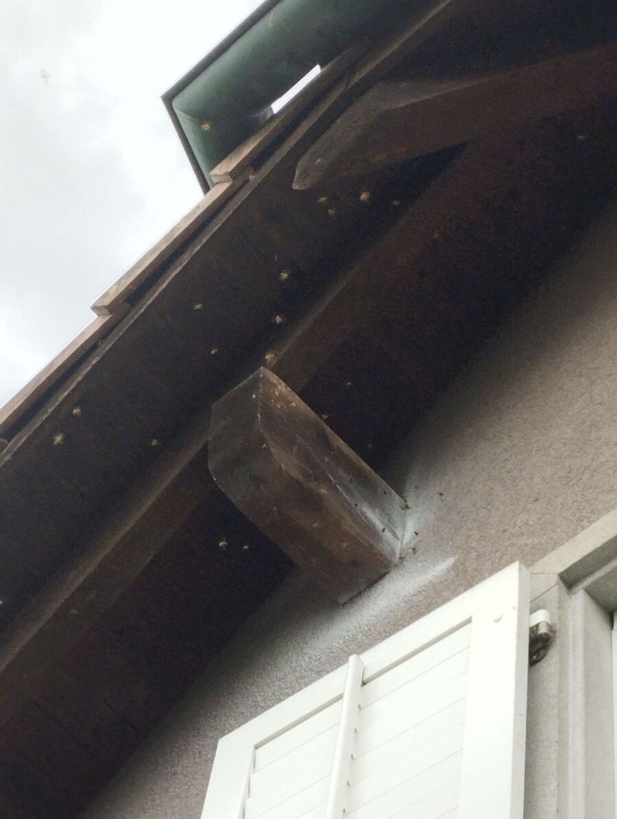 Bienen umsiedeln &  Bienennest entfernen 