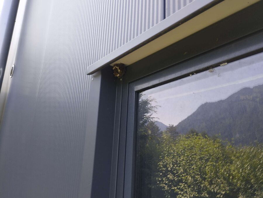  Bienennest entfernen