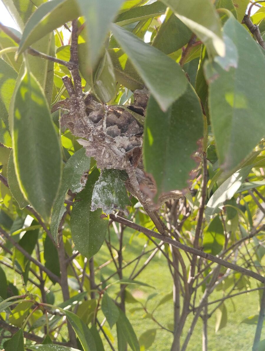  Bienennest entfernen.jpeg