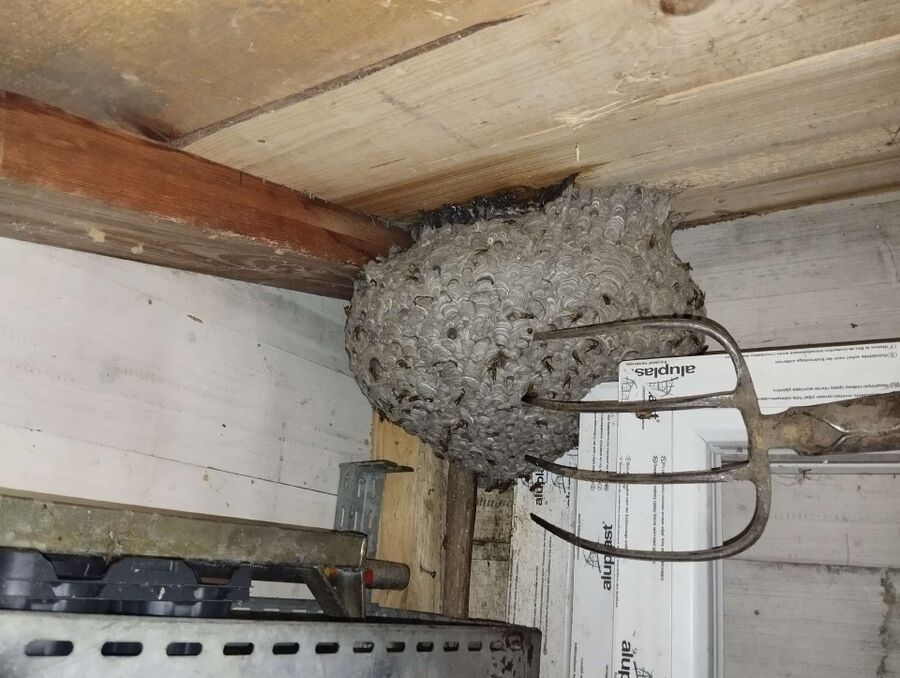  Bienennest entfernen