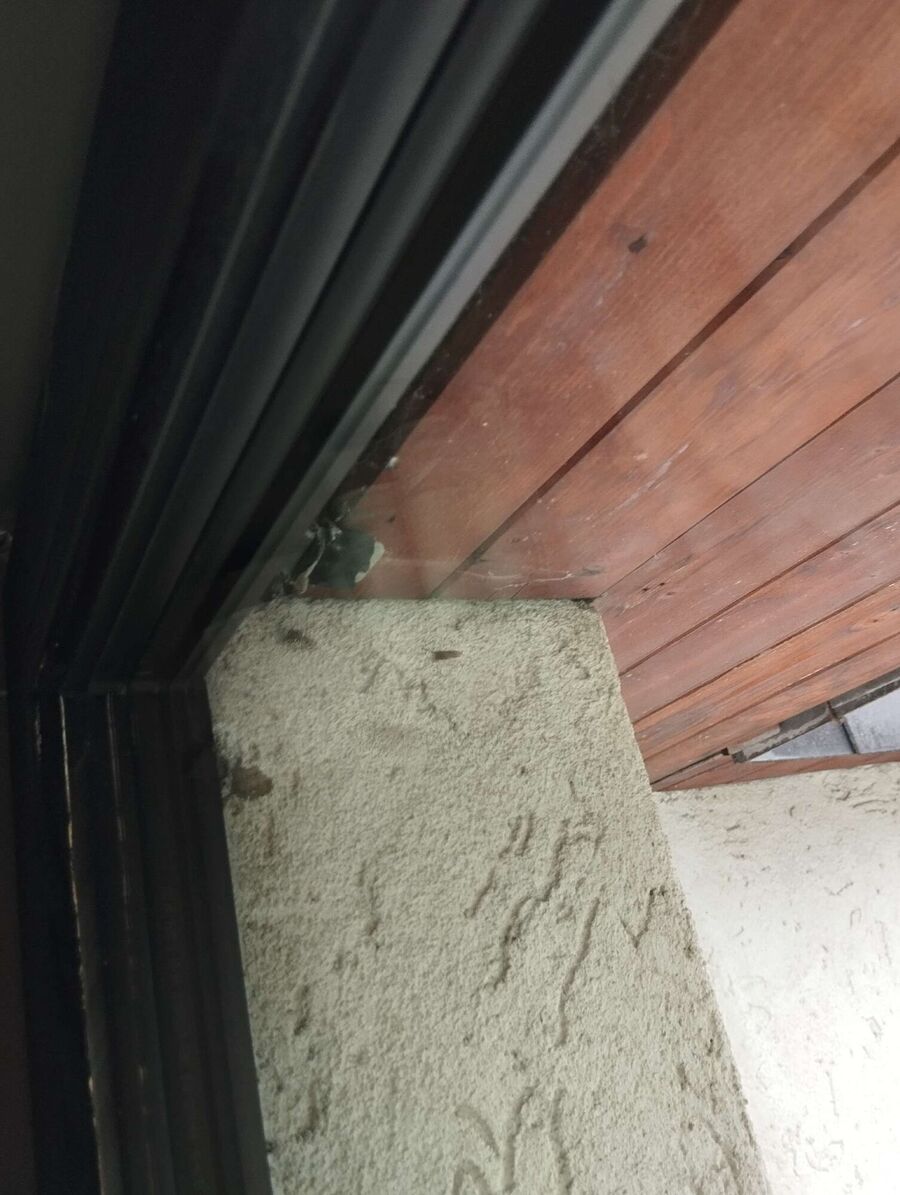  Bienennest entfernen