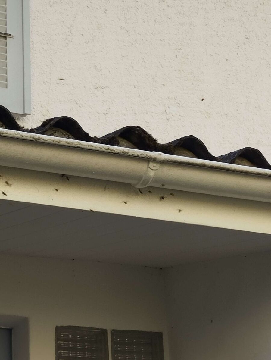  Bienennest entfernen