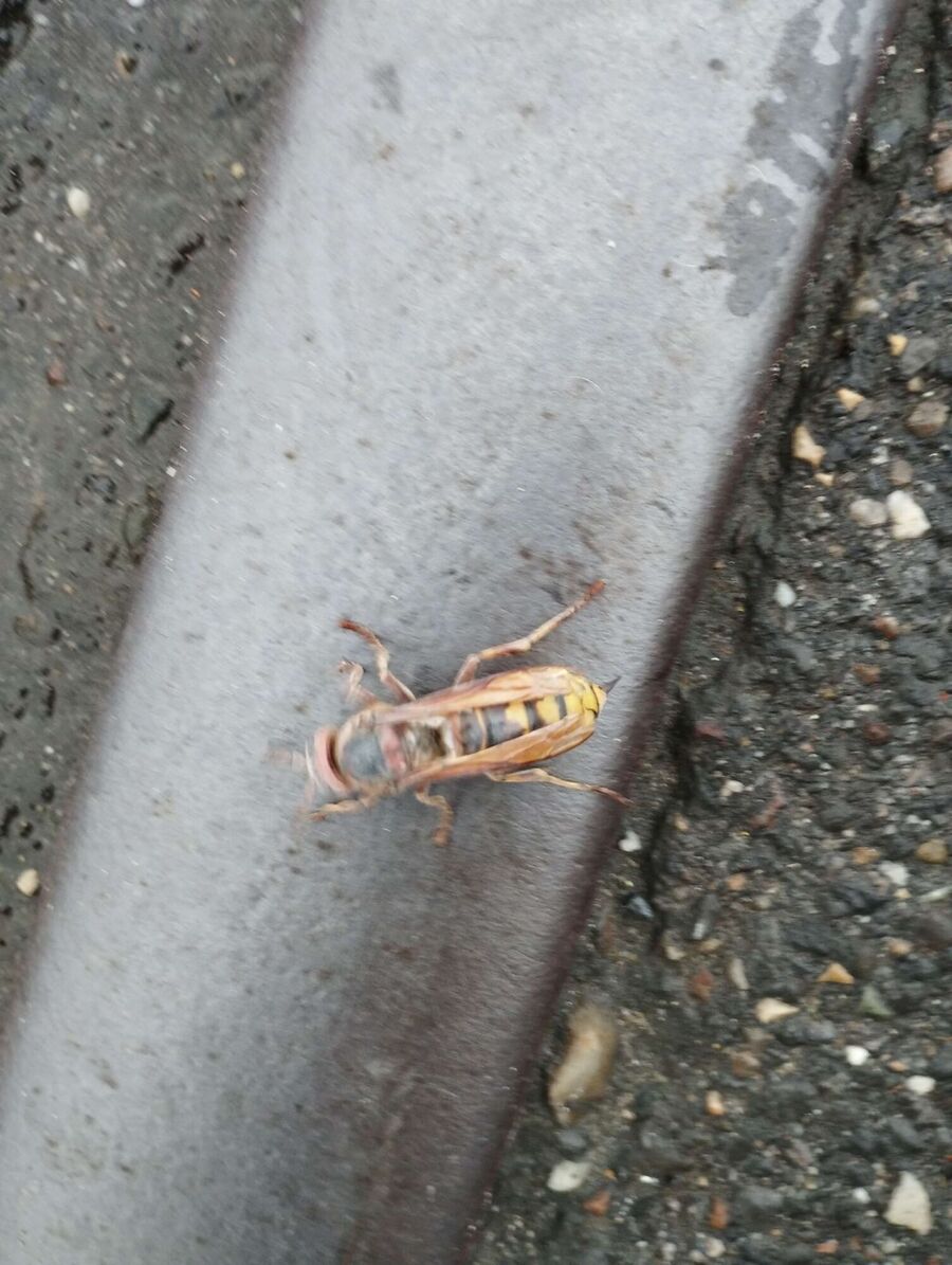  Bienennest entfernen.jpeg