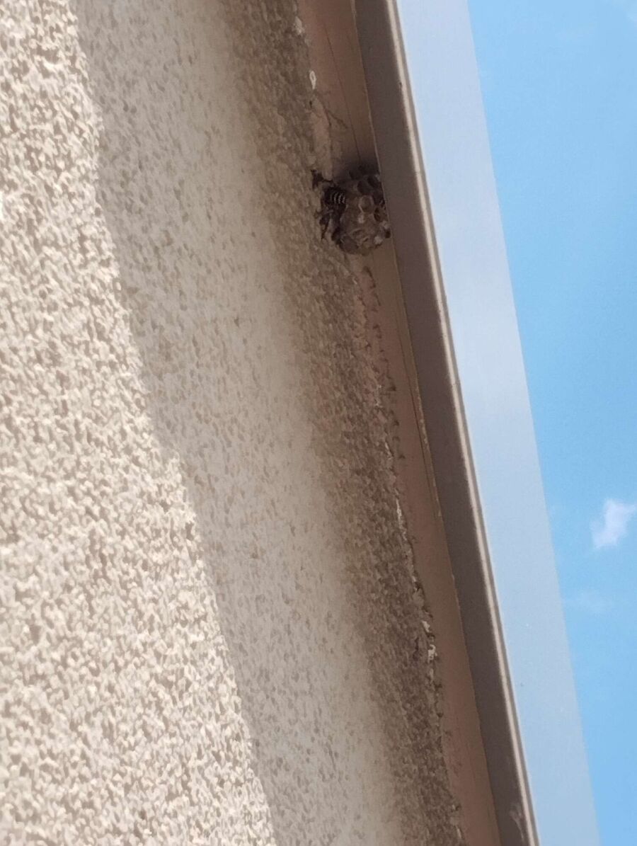 Bienen umsiedeln &  Bienennest entfernen 