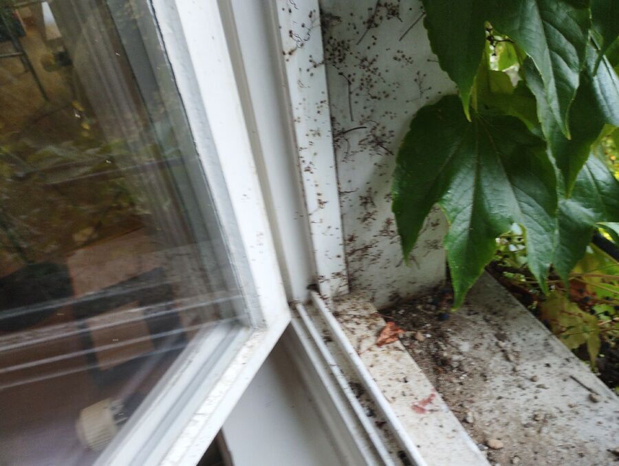 Bienen umsiedeln &  Bienennest entfernen 