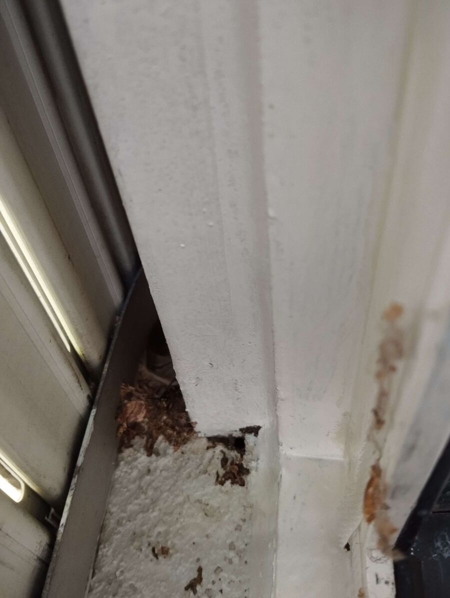  Bienennest entfernen.jpeg