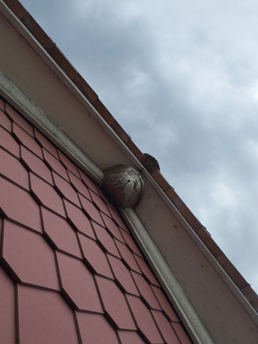 Bienen umsiedeln &  Bienennest entfernen 