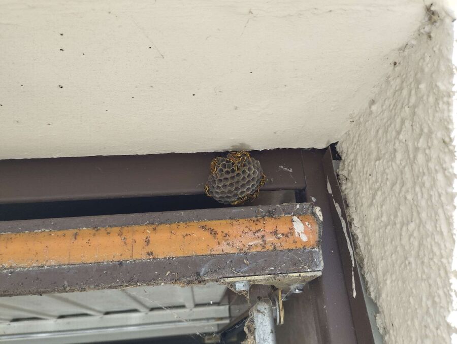  Bienennest entfernen.jpeg