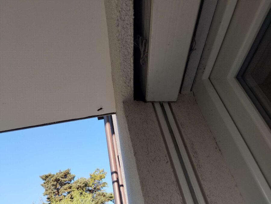 Bienen umsiedeln &  Bienennest entfernen 