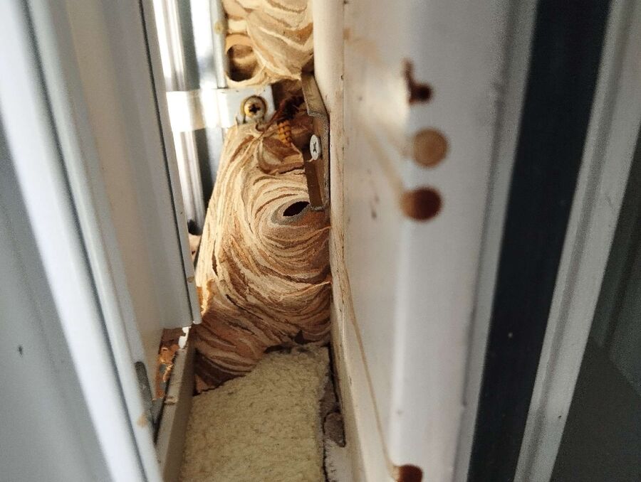 Bienen umsiedeln &  Bienennest entfernen 