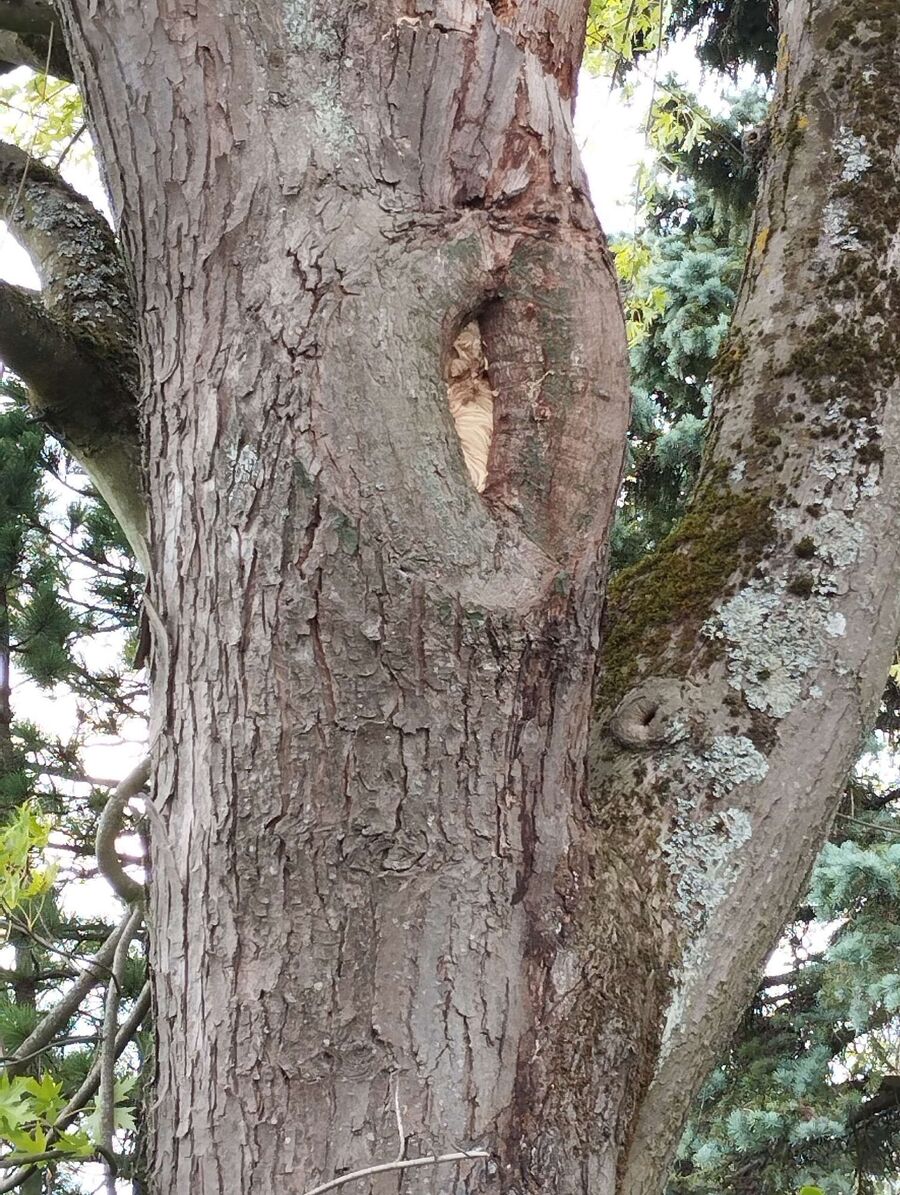  Bienennest entfernen