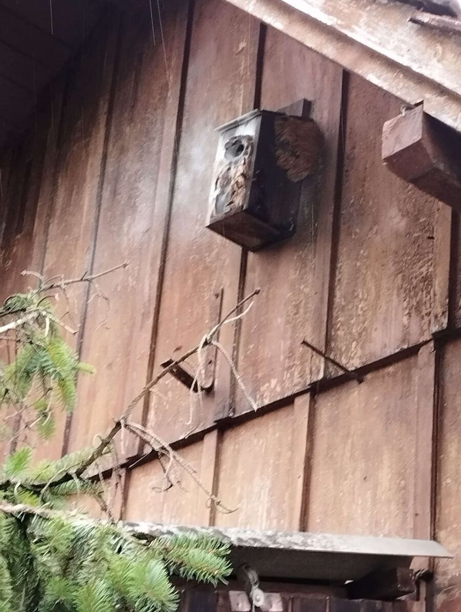 Bienen umsiedeln &  Bienennest entfernen 