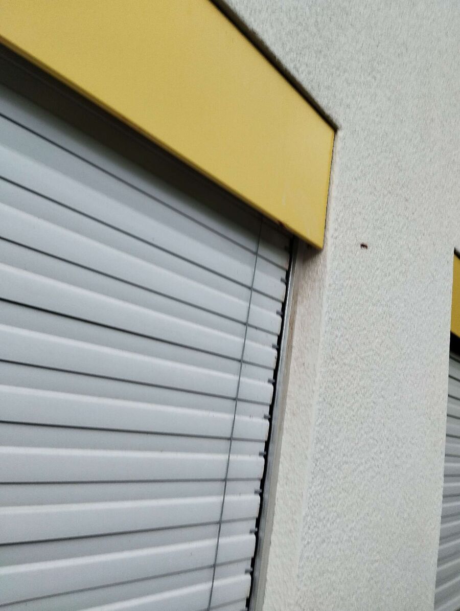  Bienennest entfernen.jpeg