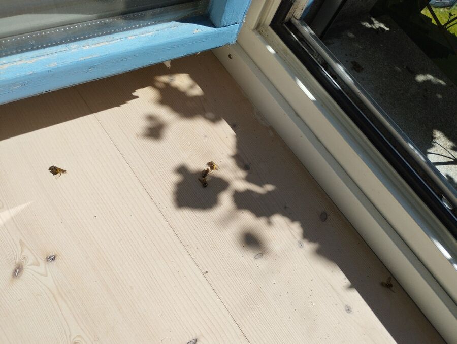 Bienen umsiedeln &  Bienennest entfernen 