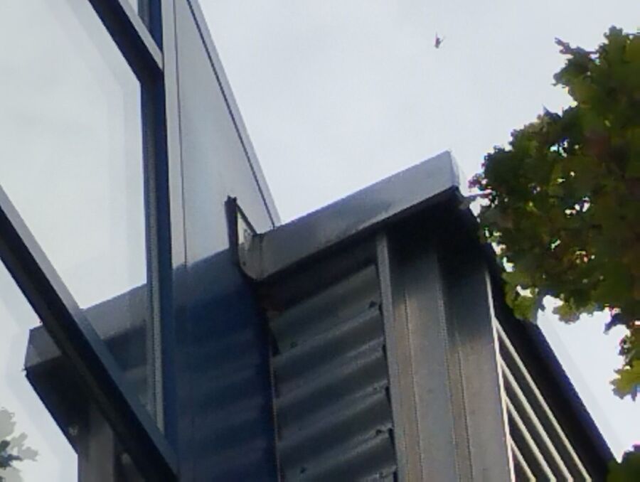 Bienen umsiedeln &  Bienennest entfernen 