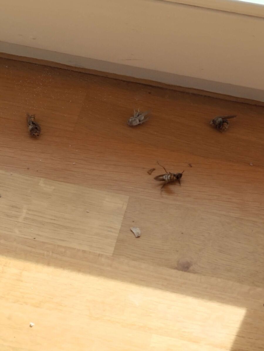  Bienennest entfernen