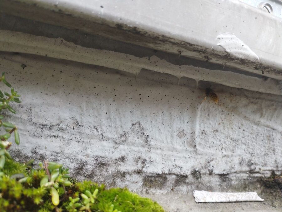  Bienennest entfernen.jpeg