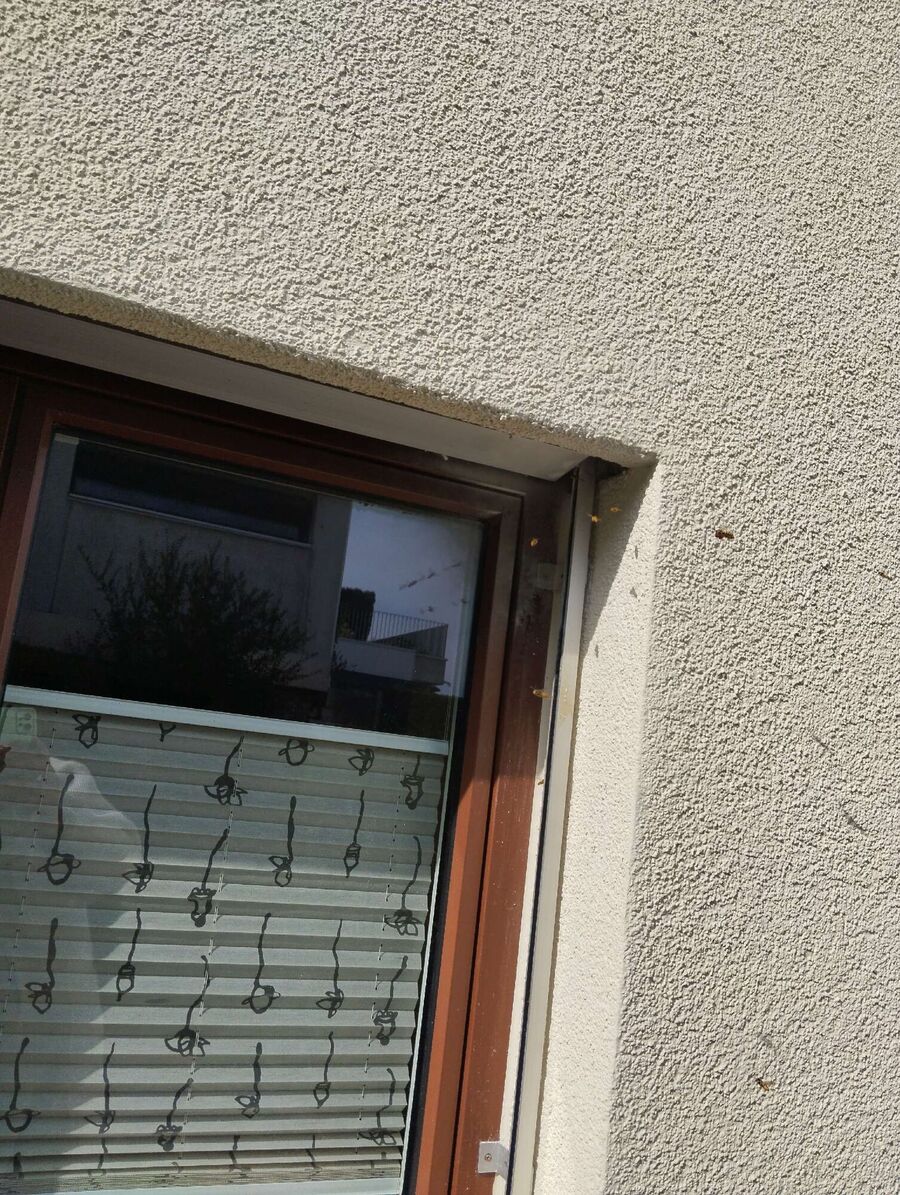  Bienennest entfernen.jpeg