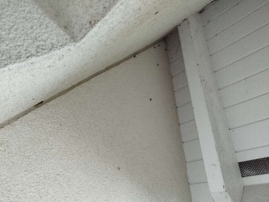  Bienennest entfernen.jpeg