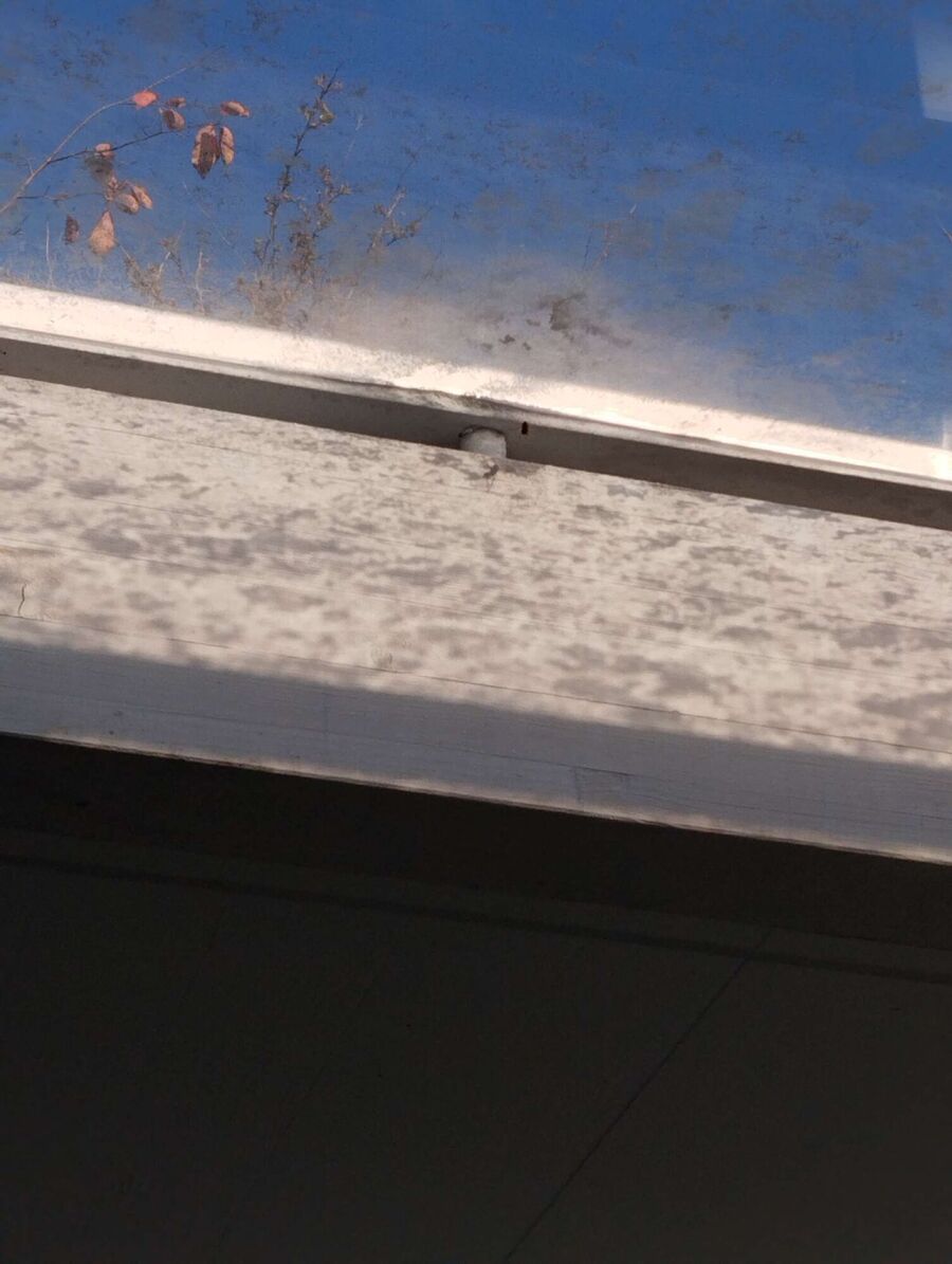  Bienennest entfernen.jpeg