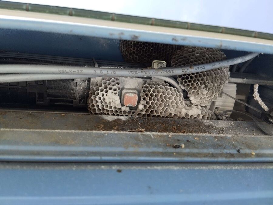  Bienennest entfernen