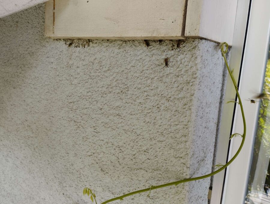 bienennest-am-haus-entfernen.jpg