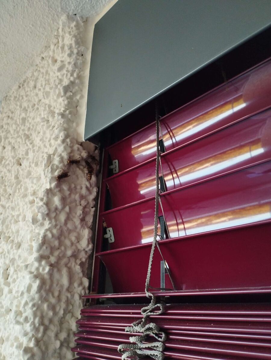 Bienen umsiedeln &  Bienennest entfernen 