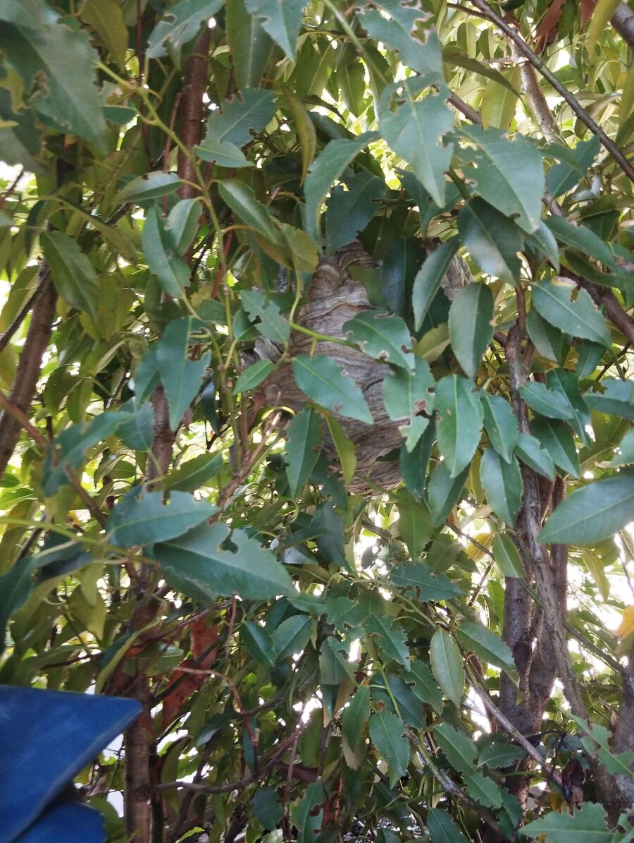  Bienennest entfernen