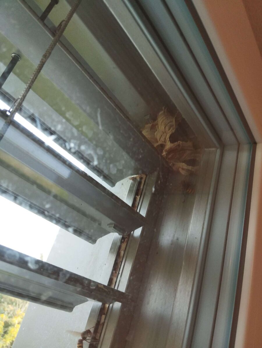 Bienen umsiedeln &  Bienennest entfernen 