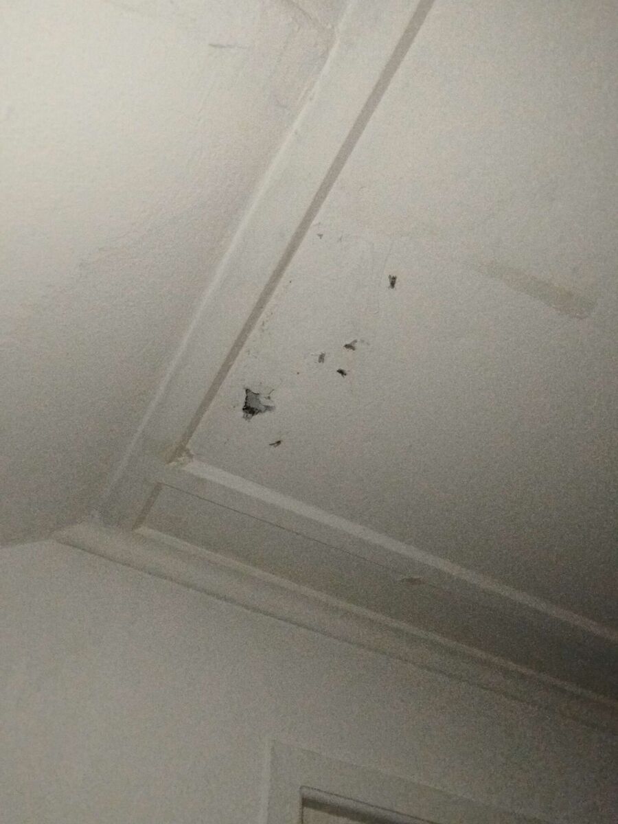  Bienennest entfernen.jpeg