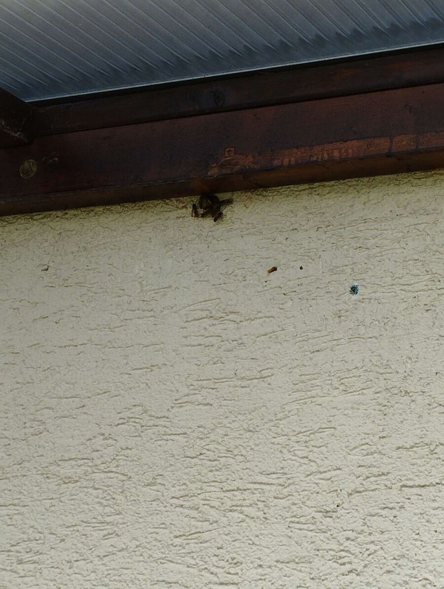  Bienennest entfernen