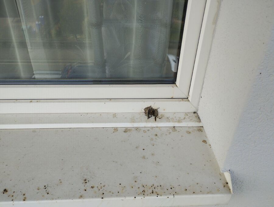 Bienen umsiedeln &  Bienennest entfernen 