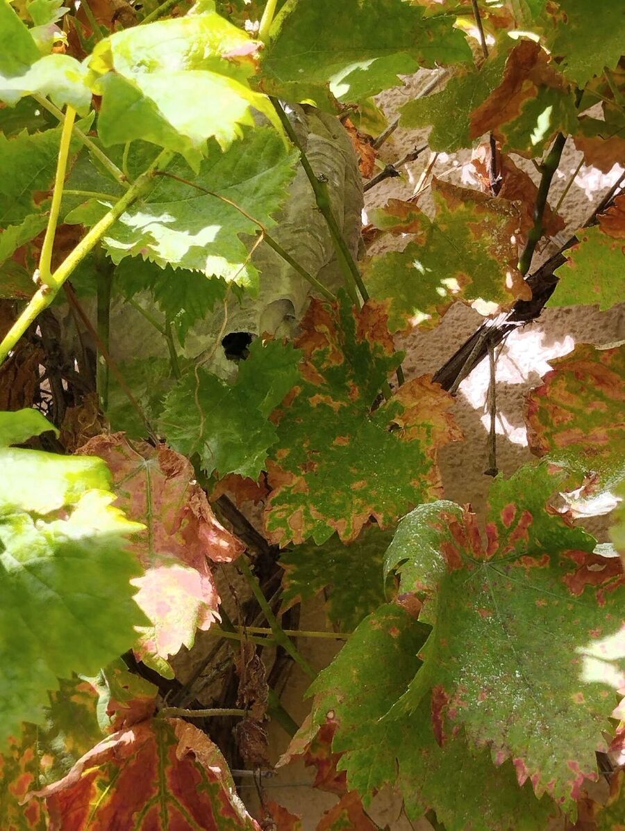 Bienen umsiedeln &  Bienennest entfernen 