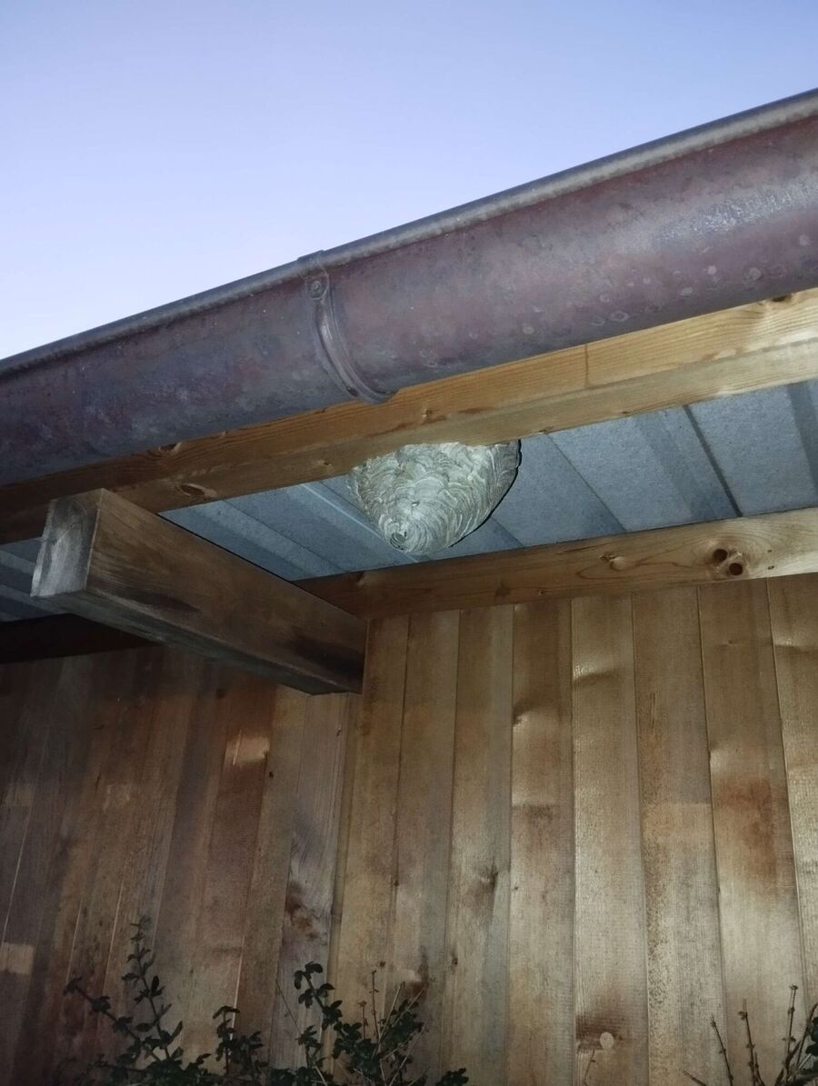  Bienennest entfernen