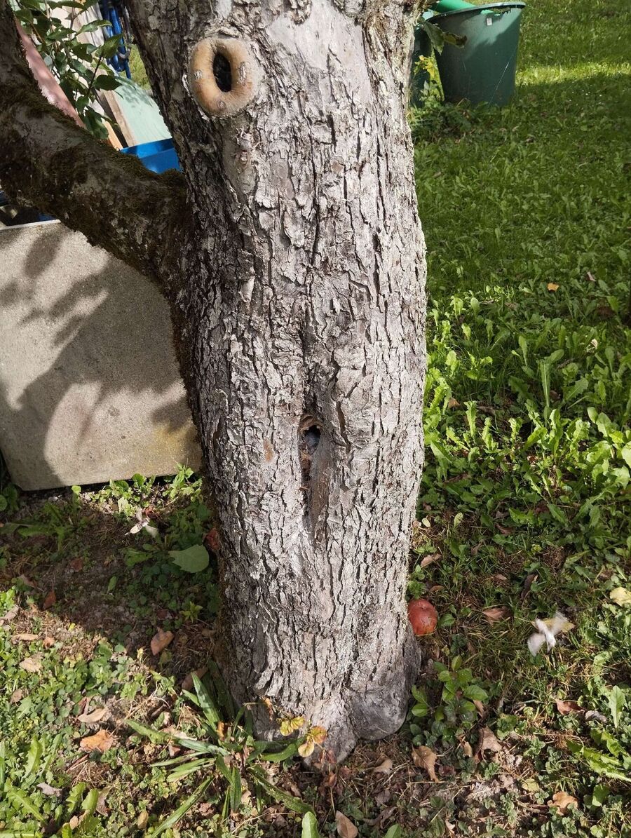  Bienennest entfernen.jpeg