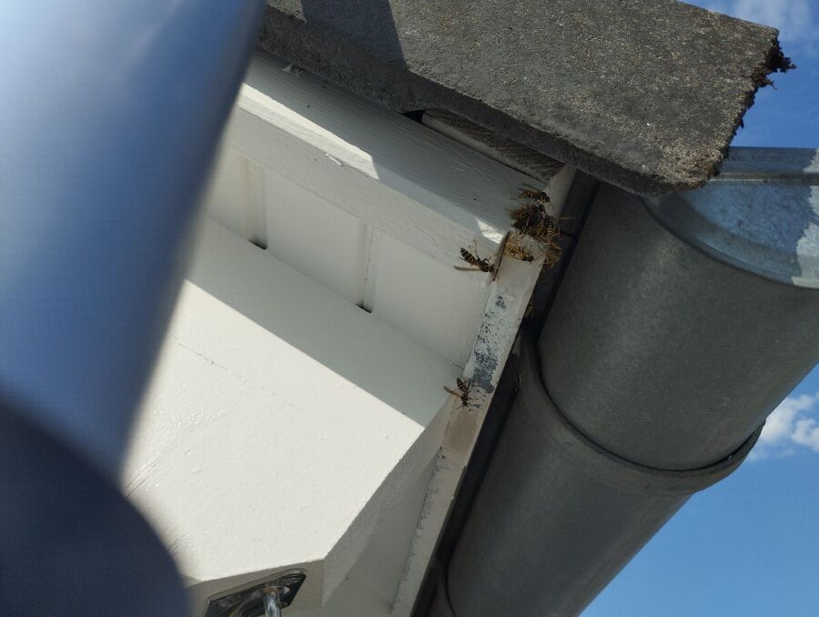  Bienennest entfernen.jpeg