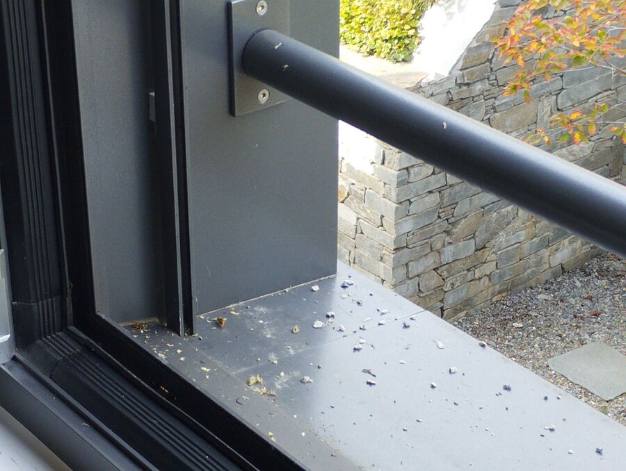 Bienen umsiedeln &  Bienennest entfernen 