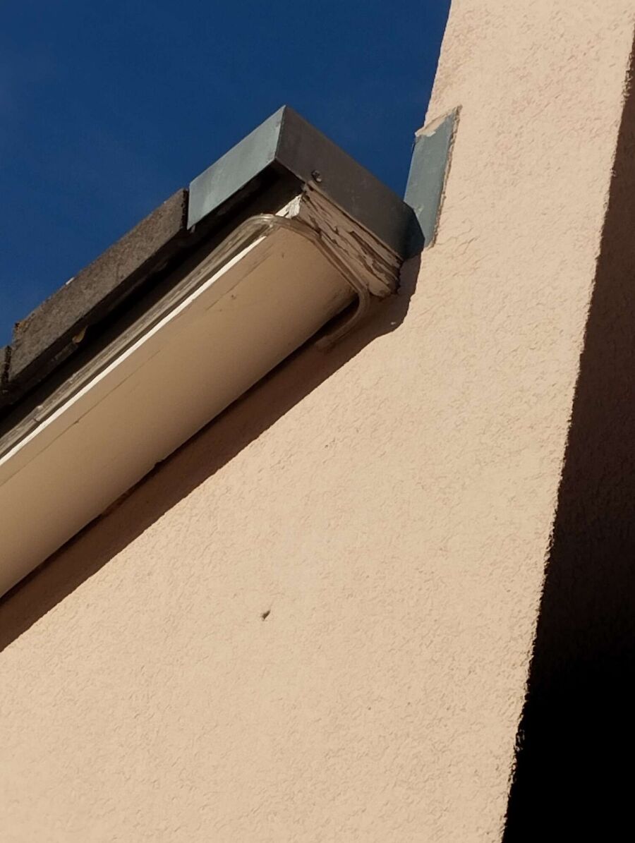 Bienen umsiedeln &  Bienennest entfernen 