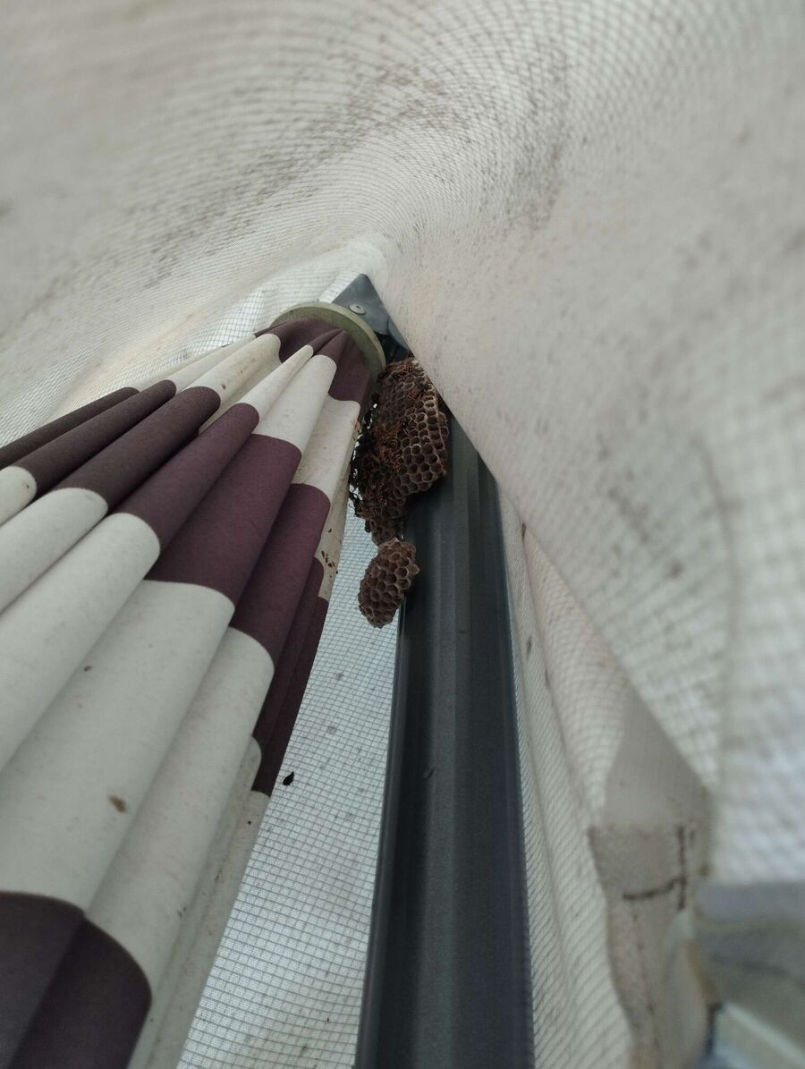 Bienen umsiedeln &  Bienennest entfernen 