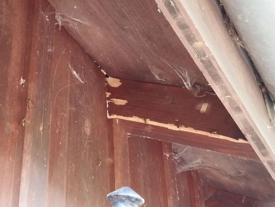 Bienen umsiedeln &  Bienennest entfernen 