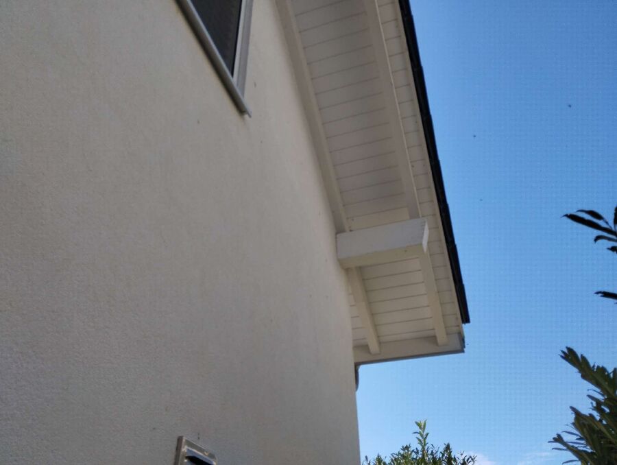 Bienen umsiedeln &  Bienennest entfernen 