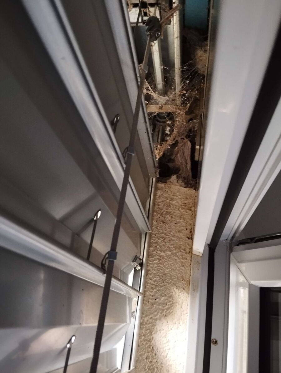 Bienen umsiedeln &  Bienennest entfernen 