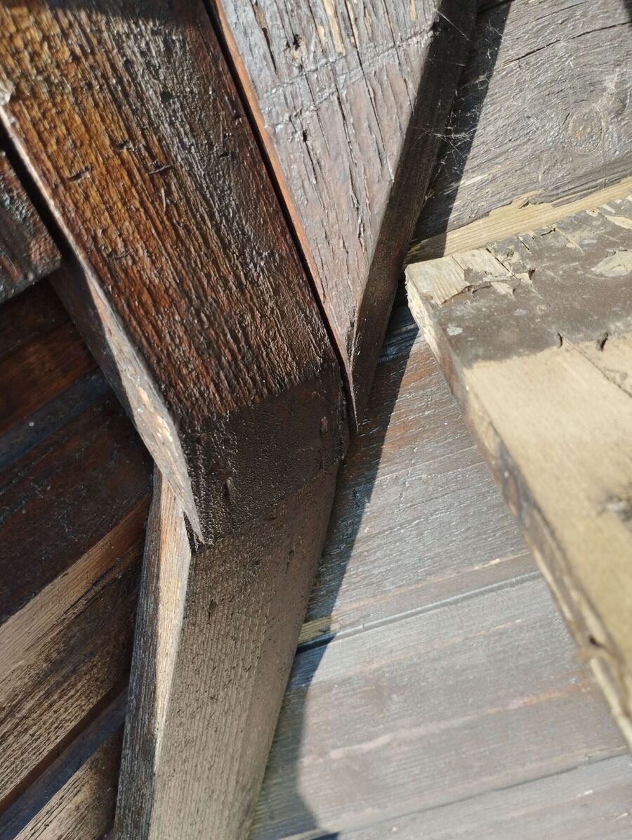 Bienen umsiedeln &  Bienennest entfernen 